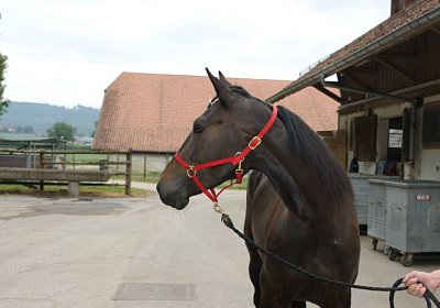 Timoa zz Avenches DSC08678