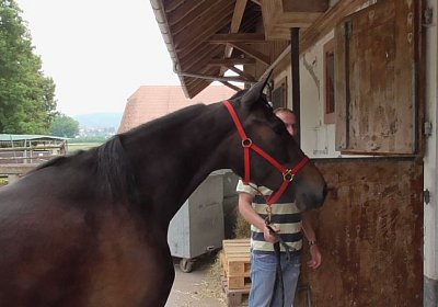 Timoa zz Avenches S1070009