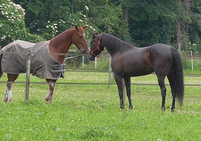 Timoa zz Avenches S1070018