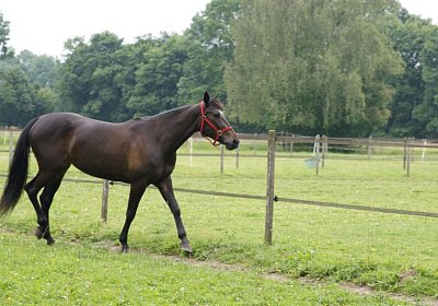 Timoa zzz Avenches DSC08692