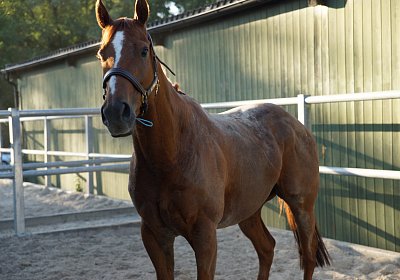 DSC08411 Kugelblitz Dielsdorf 4Juni2015