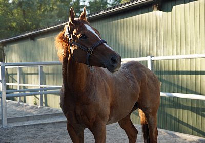 DSC08414 Kugelblitz Dielsdorf 4Juni2015