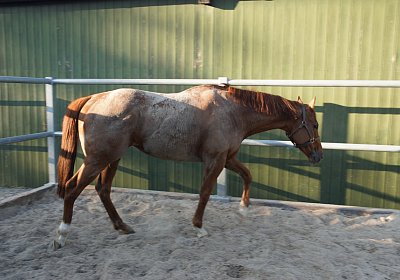 DSC08416 Kugelblitz Dielsdorf 4Juni2015