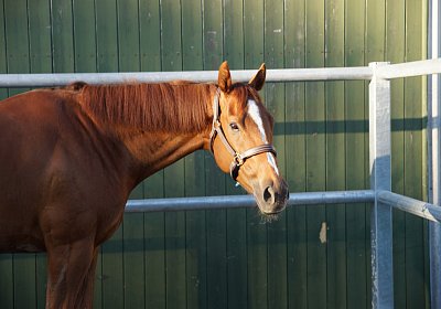 DSC08431 Kugelblitz Dielsdorf 4Juni2015