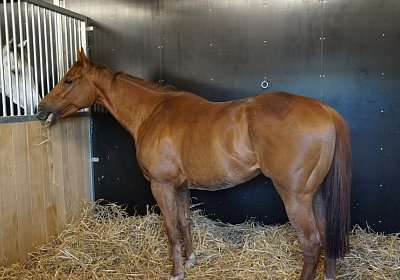 DSC08448 Kugelblitz Dielsdorf 4Juni2015