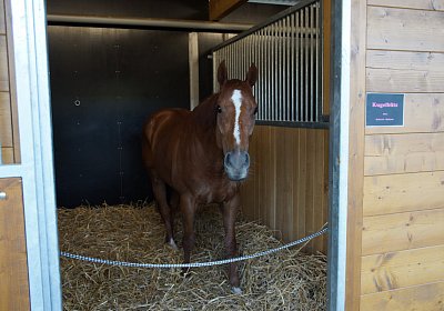 DSC08452 Kugelblitz Dielsdorf 4Juni2015