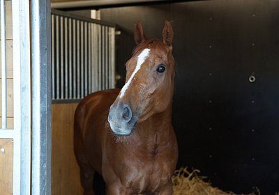 DSC08455 Kugelblitz Dielsdorf 4Juni2015
