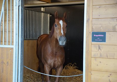 DSC08459 Kugelblitz Dielsdorf 4Juni2015