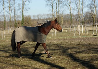 DSC02577 Rebus Timoa