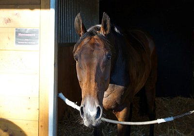 Hectomare 23juni 2016 DSC05601