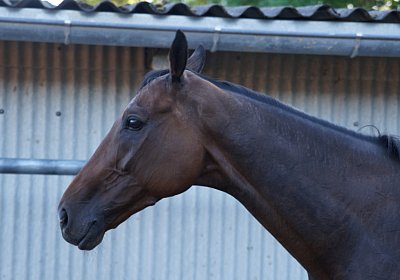 Hectomare 23juni 2016 DSC05683