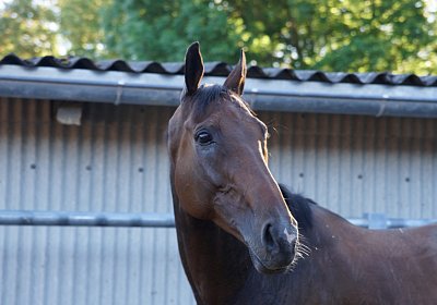 Hectomare 23juni 2016 DSC05687