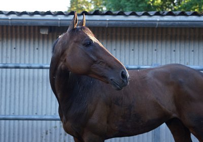 Hectomare 23juni 2016 DSC05698