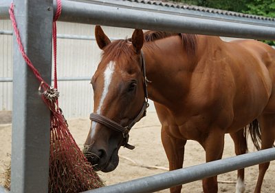 Shooting 28 07 2016 Kugelblitz DSC06342