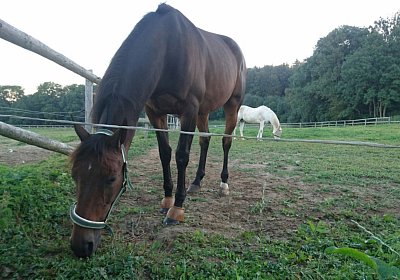 Rebel Ankunft 2016 09 07 img 1732