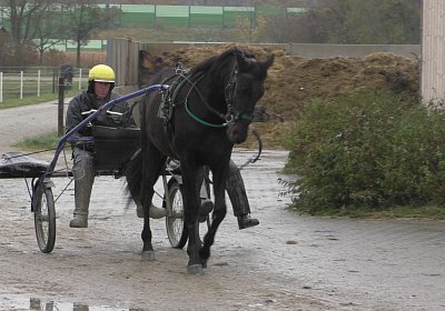 Aschheim/M&uuml;nchen, 5./6.11.17: Jack, Speedy und Vancouver