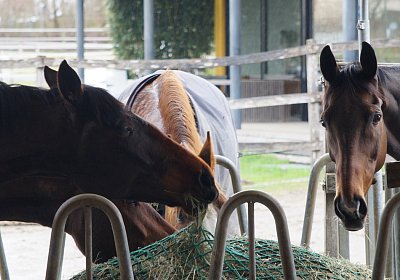 2018 03 31 Hecto Besuch DSC07447