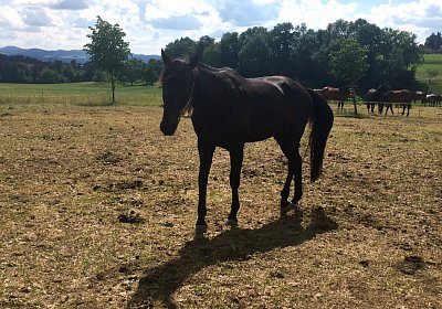 Uri Stall Happy TG IMG 1172