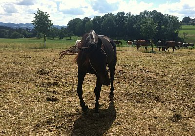 Uri Stall Happy TG IMG 1173