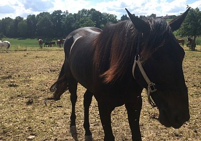 Uri Stall Happy TG IMG 1174