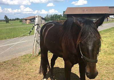 Uri Stall Happy TG IMG 1176