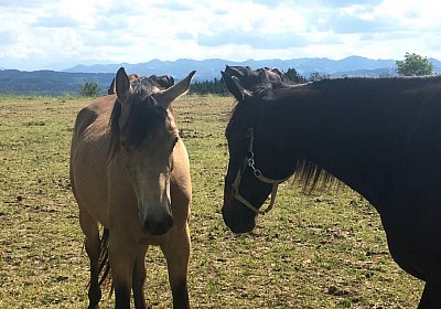 Uri Stall Happy TG IMG 1184