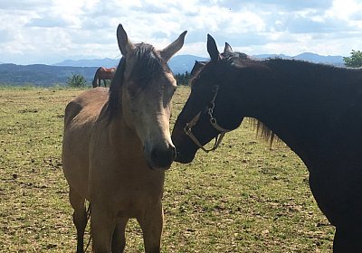 Uri Stall Happy TG IMG 1185