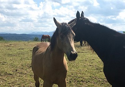 Uri Stall Happy TG IMG 1186