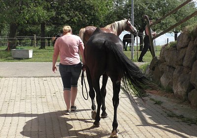 Uri Stall Happy TG S3080079