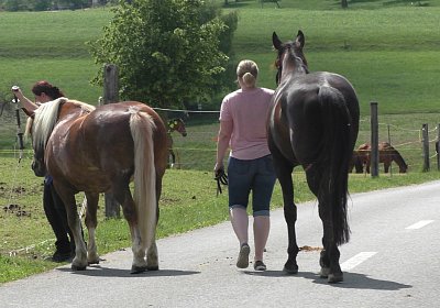 Uri Stall Happy TG S3080085