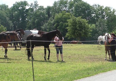 Uri Stall Happy TG S3080086