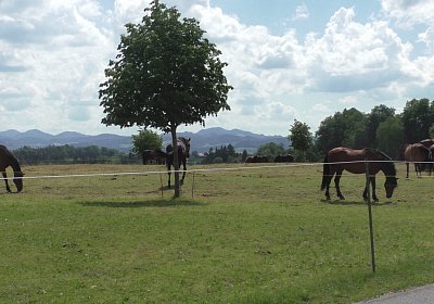 Uri Stall Happy TG S3080088