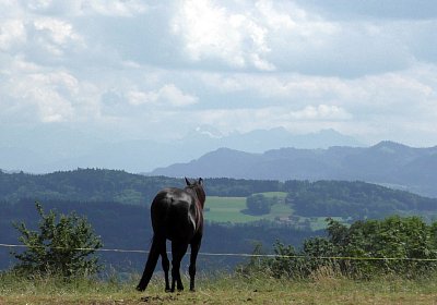 Uri Stall Happy TG S3080089