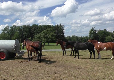 Uri Stall Happy TG S3080093