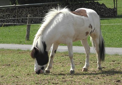 Uri Stall Happy TG S3080094