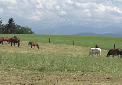 Uri Stall Happy TG S3080095