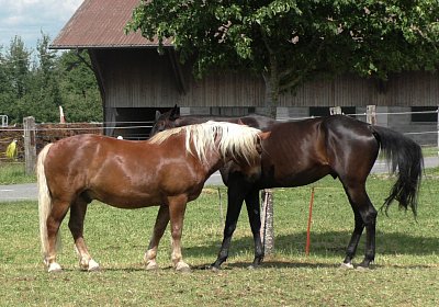 Uri Stall Happy TG S3080096