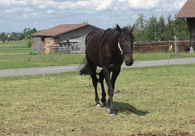 Uri Stall Happy TG S3080098