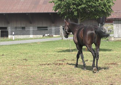 Uri Stall Happy TG S3080102