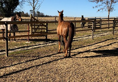 2019 02 27 VEGAS Ankunf IMG 2474 mit Spike