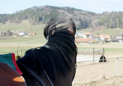 2019 02 28 DSC09302 Dasty