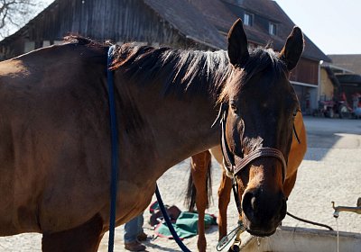 2019 02 28 DSC09357 Dasty