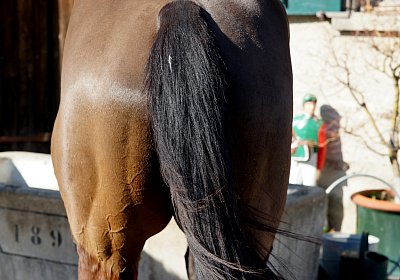 2019 02 28 DSC09361 Dasty