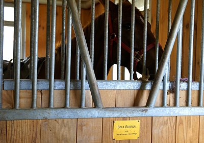 DSC09370 Soul Surfer Bobby