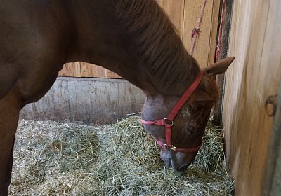 DSC09372 Soul Surfer Bobby