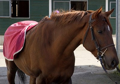DSC09568 Soul Surfer Bobby