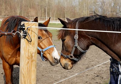 2019 03 25Aschheim Elk Globi DSC09726