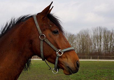 2019 03 25Aschheim Fernando DSC09673