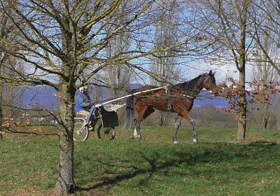 Avenches 18Feb20 D S4100053 Fiddle