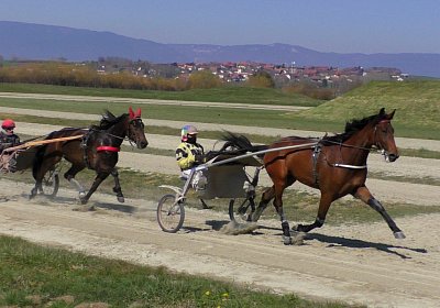 Avenches Training 01 04 2020 C S4150042 Fiddle Globi